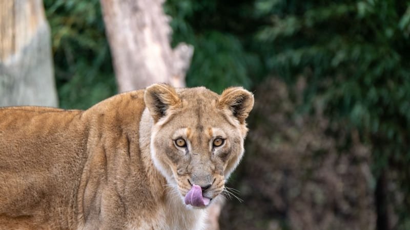 Lvi sežrali chovatele v zoo, který se je snažil odchytit. Svůj postup si natáčel na mobil Lvi sežrali chovatele v zoo, který se je snažil odchytit. Svůj postup si natáčel na mobil