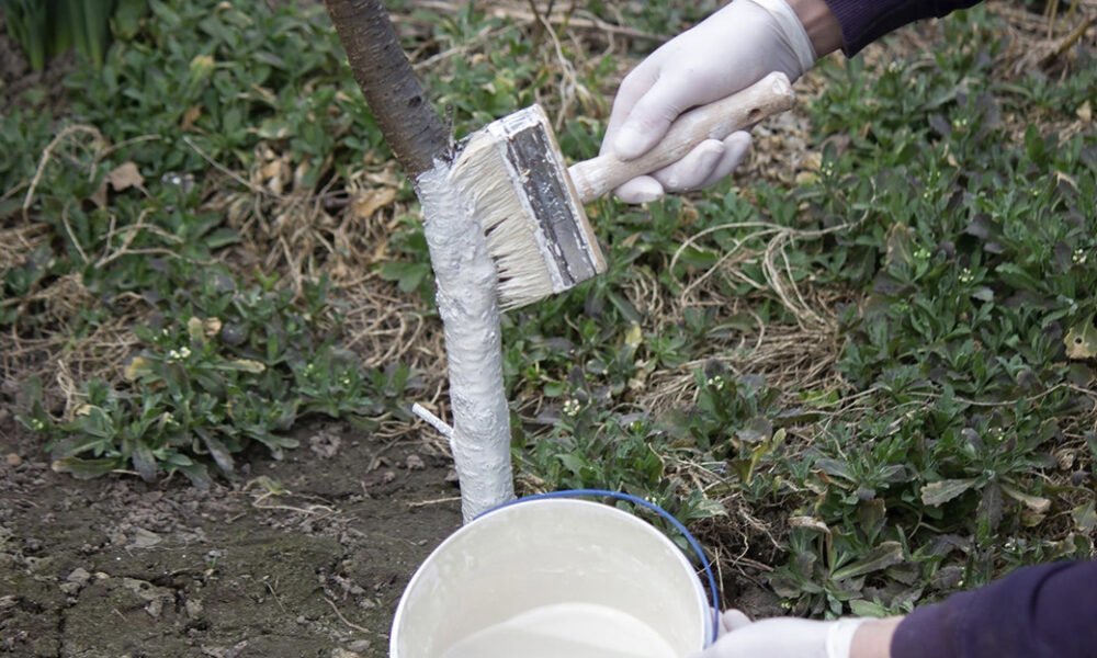 Pripravte si vápno na „BIELENIE“ ovocných stromov! Nestrácajte čas, začať môžete už v JANUÁRI