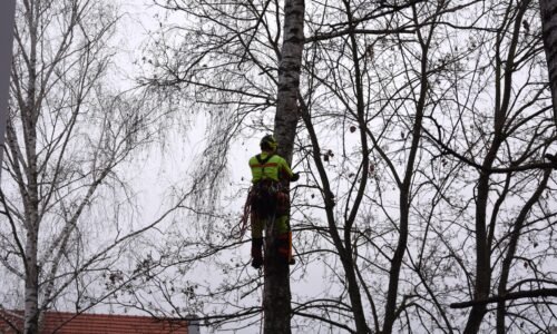 O aktuálnych výruboch drevín v meste O aktuálnych výruboch drevín v meste