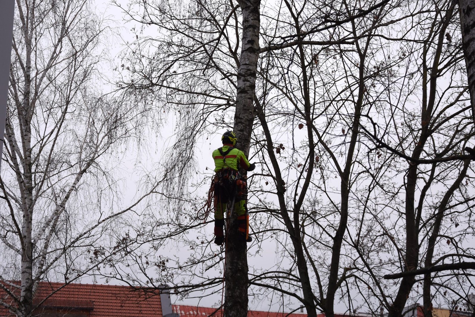 O aktuálnych výruboch drevín v meste