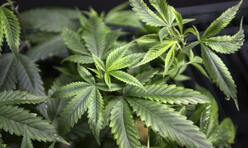 Švajčiarsky parlament spravil prvý krok k legalizácii marihuany