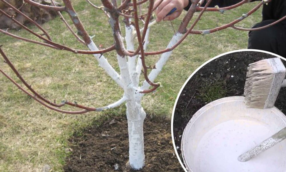 Zaobstarajte si vápno na bielenie ovocných stromov! Nečakajte zbytočne, ideálny čas na ochranu kmeňov prichádza už vo februári!