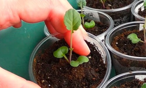 Od semienka až po silnú sadenicu: Môj overený spôsob, ako vypestovať dokonalú kapustu!