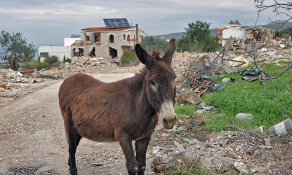 Jdeme do války na oslech. Ruští vojáci kvůli nedostatku vozidel používají tažná zvířata Jdeme do války na oslech. Ruští vojáci kvůli nedostatku vozidel používají tažná zvířata