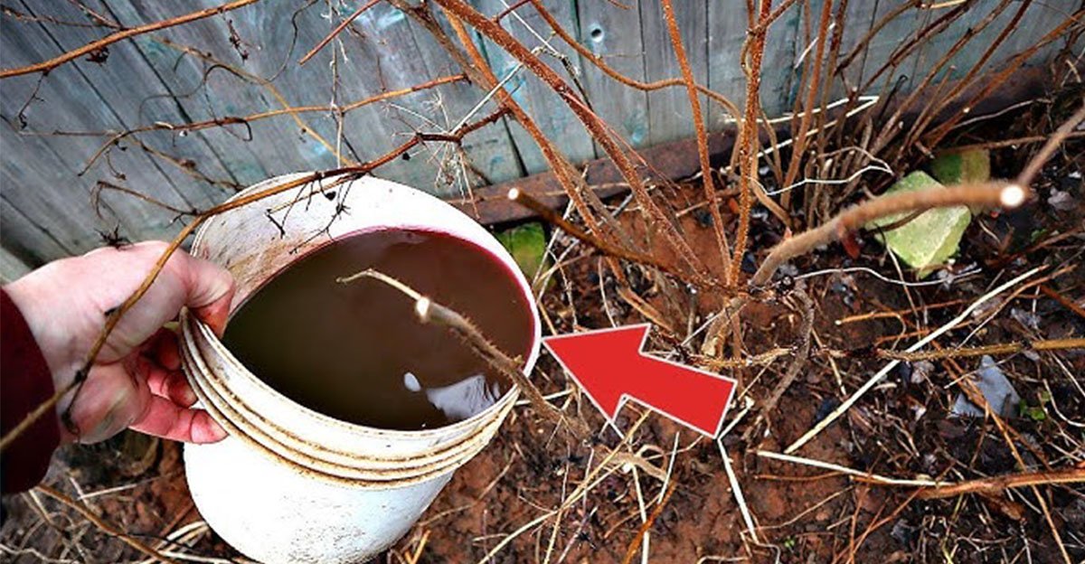 Kedy a ako správne začať s jarným hnojením malín? Pre bohatú úrodu nezabudnite na tento dôležitý krok! Kedy a ako správne začať s jarným hnojením malín? Pre bohatú úrodu nezabudnite na tento dôležitý krok!