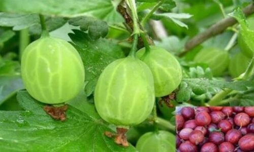 Jednoznačne to najzdravšie ovocie na svete a aj tak sa naň stále ešte dookola zabúda: Obsahuje ešte 20-krát viac vitamínu C ako pomaranče.