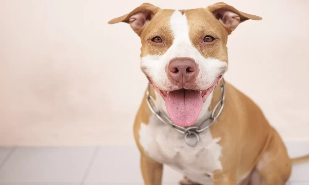 Pitbull – čo musíte vedieť pred jeho zaobstaraním?