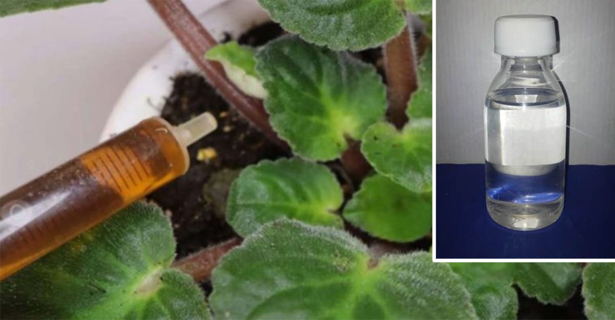 Zázračný babičkin elixír! Oživí aj rastliny, ktoré už vyzerali stratené – stačí pár kvapiek! Zázračný babičkin elixír! Oživí aj rastliny, ktoré už vyzerali stratené – stačí pár kvapiek!