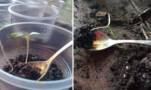 Prečo paradajky a papriky presádzam ešte pred objavením pravých listov? Odhaľujem tajomstvo, ktoré mi poradil skúsený agronóm