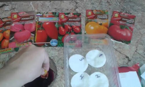 Pripravte si semená paradajok na výsev! Pre maximálnu úrodu a silné, zdravé sadenice s nimi urobte toto