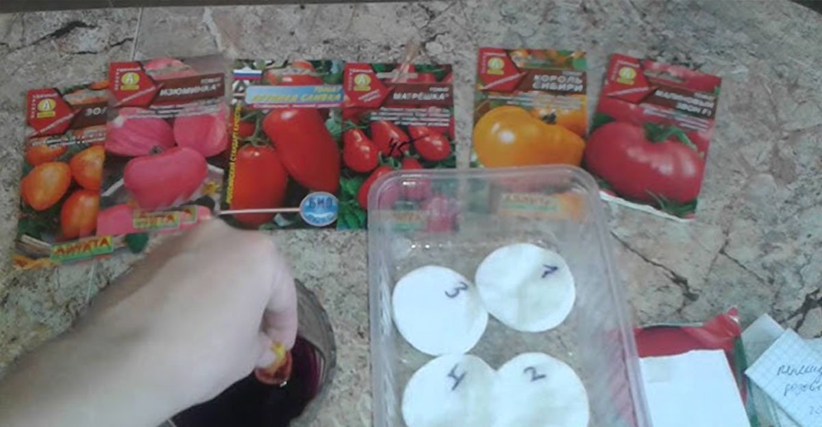Pripravte si semená paradajok na výsev! Pre maximálnu úrodu a silné, zdravé sadenice s nimi urobte toto Pripravte si semená paradajok na výsev! Pre maximálnu úrodu a silné, zdravé sadenice s nimi urobte toto