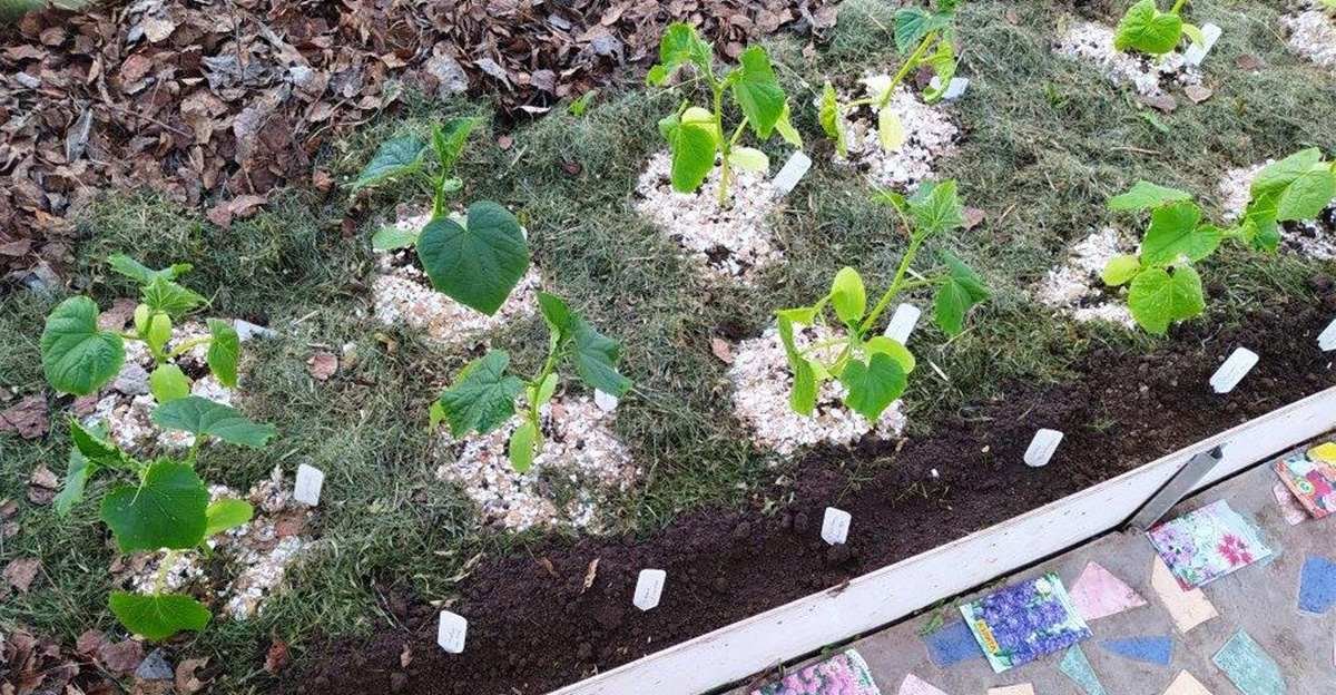 Celú zimu ich umývam, suším a starostlivo zbieram! Na jar sa premenia na výborné hnojivo pre moje uhorky Celú zimu ich umývam, suším a starostlivo zbieram! Na jar sa premenia na výborné hnojivo pre moje uhorky
