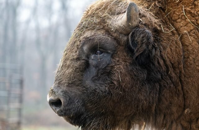 365676_zoob-640x420.jpg Bratislavská ZOO čelí ďalšej neľahkej výzve, chce ochrániť zvieratá, no môže to byť pre ňu likvidačné