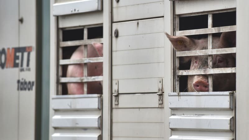 Maďarsko hlásí slintavku a kulhavku: Veterinární správa zakázala převoz zvířat do Česka Maďarsko hlásí slintavku a kulhavku: Veterinární správa zakázala převoz zvířat do Česka