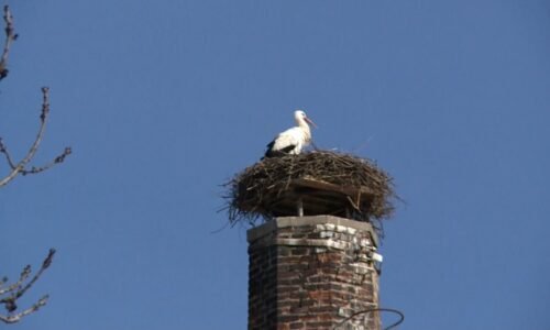 Do Česka se začali vracet čápi, jaro je již za dveřmi. Nejdřív se vracejí ti líní, říká expert