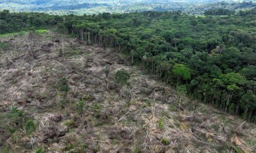 Brazília vyrúbala pás v Amazonii, aby postavila cestu pre klimatickú konferenciu