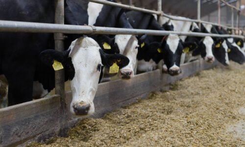 Štátna veterinárna správa prijíma opatrenia proti zavlečeniu slintačky a krívačky na Slovensko
