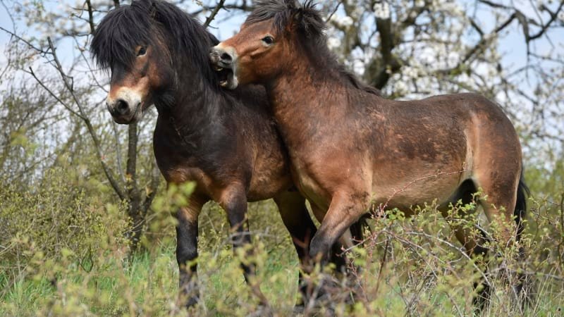 V Národním parku Podyjí přibyla třetí pastvina pro divoké koně. Bude otevřena veřejnosti V Národním parku Podyjí přibyla třetí pastvina pro divoké koně. Bude otevřena veřejnosti