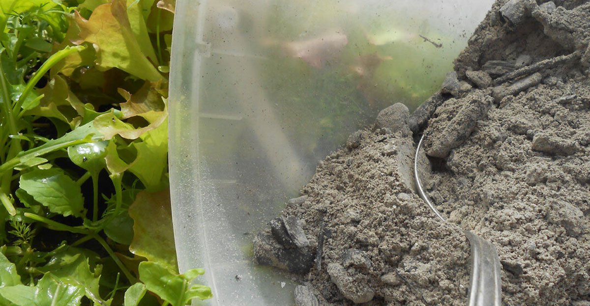 Ak si od vás niekto pýta drevený popol, určite vie, aký je to POKLAD! Viete, na čo všetko sa dá použiť?