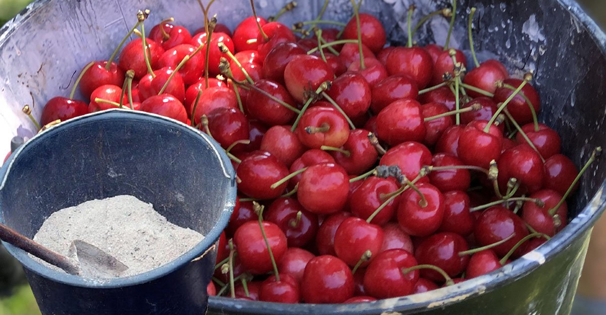 Vždy na jar musím nasypať pod moju čerešňu jednu šálku! Každú sezónu zbieram čerešne sladké ako med! Vždy na jar musím nasypať pod moju čerešňu jednu šálku! Každú sezónu zbieram čerešne sladké ako med!