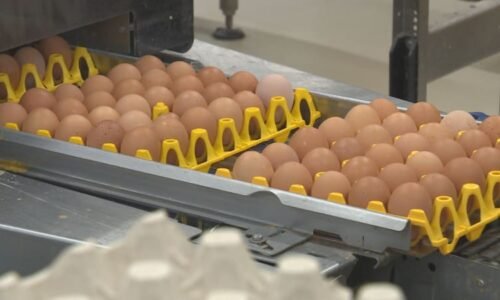 Ceny vajec jdou před Velikonocemi nahoru. Na vině je podle ekonomů i poptávka z USA