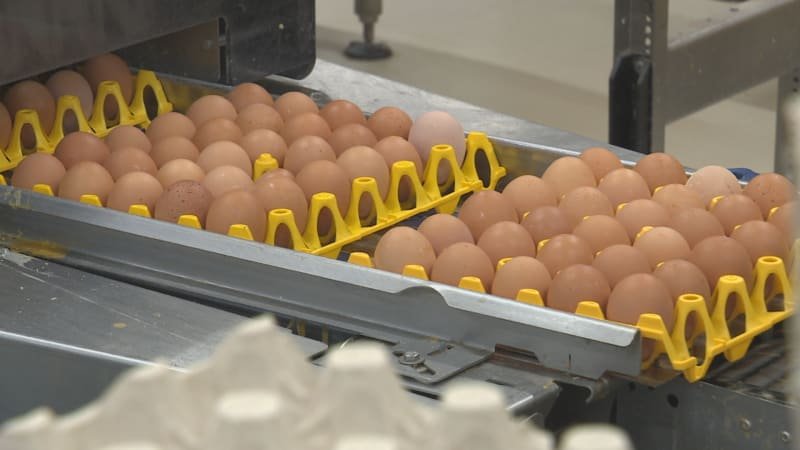 Ceny vajec jdou před Velikonocemi nahoru. Na vině je podle ekonomů i poptávka z USA Ceny vajec jdou před Velikonocemi nahoru. Na vině je podle ekonomů i poptávka z USA