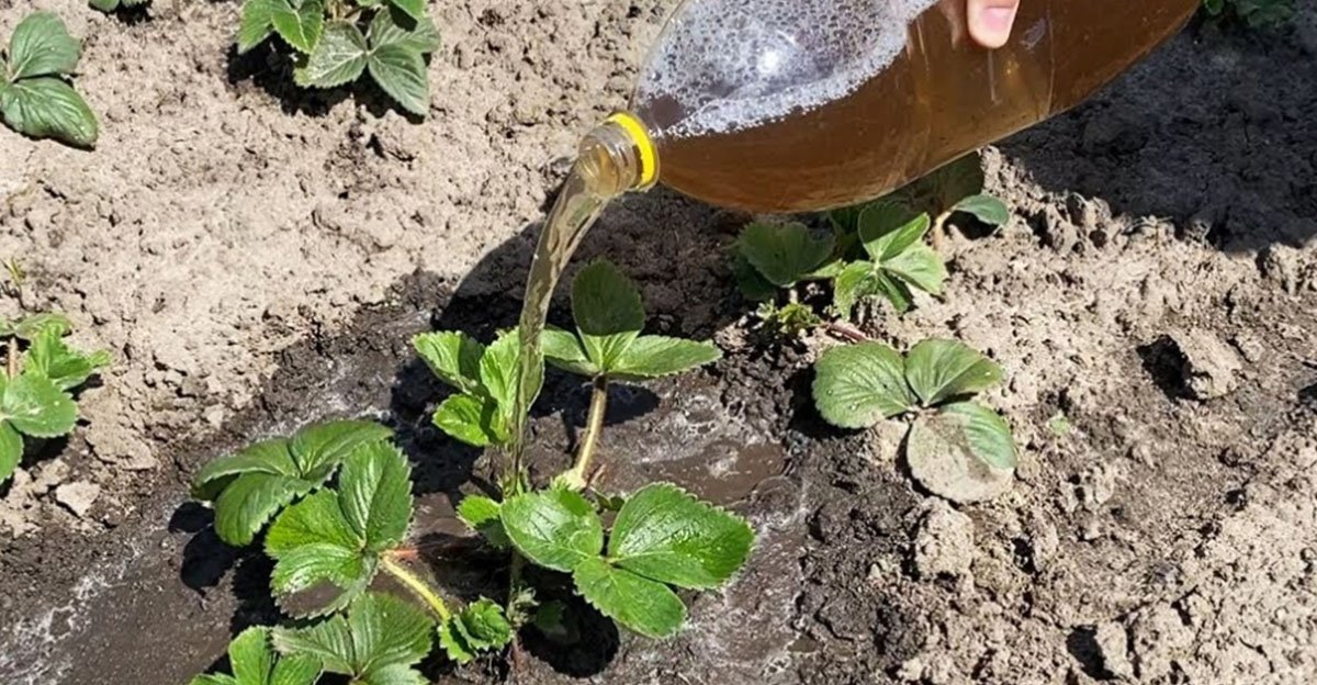 Tieto domáce hnojivá na jahody určite vyskúšajte! Za vašu láskavosť sa vám odvďačia BOHATOU úrodou Tieto domáce hnojivá na jahody určite vyskúšajte! Za vašu láskavosť sa vám odvďačia BOHATOU úrodou