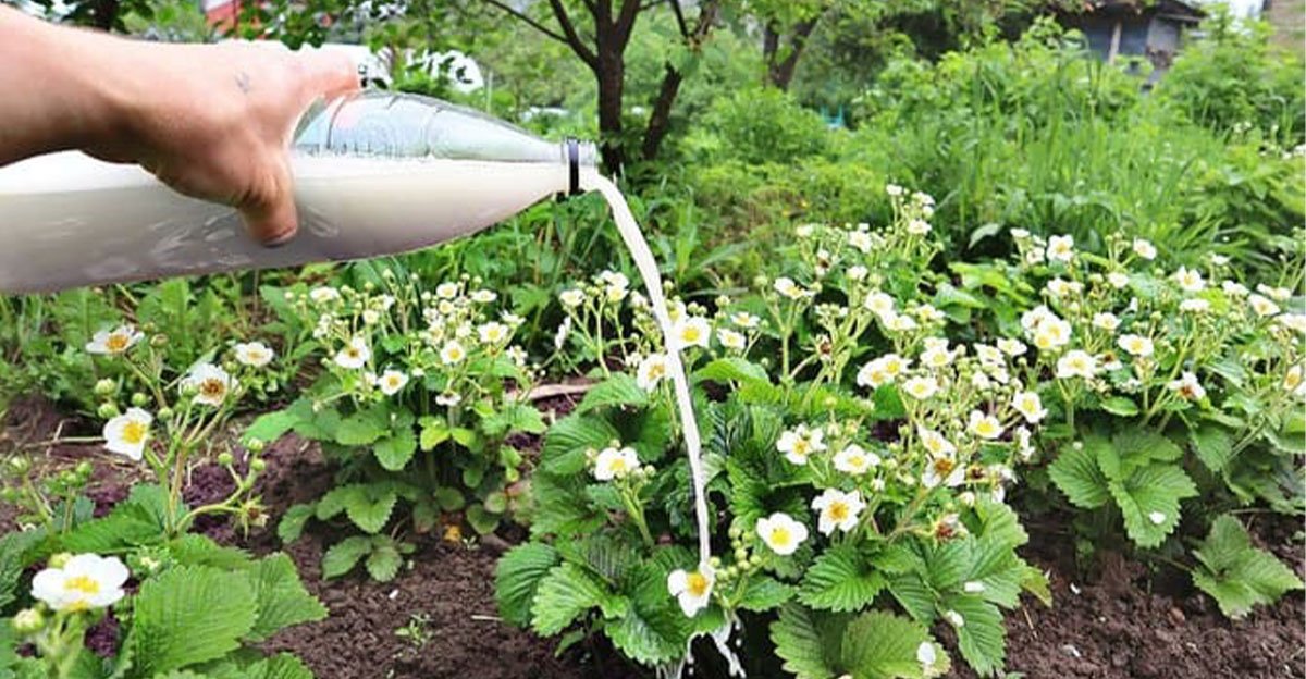 Čaká nás mnohonásobne VÄČŠIA úroda jahôd ako minulý rok. NEZABUDNITE však na jar urobiť tieto tri veci