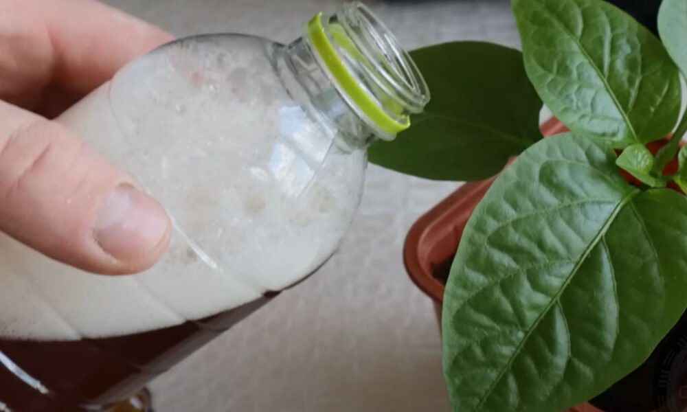 Polievam moje sadenice papriky a paradajky týmto prírodným hnojivom každých 10 dní. Darí sa im veľmi dobre