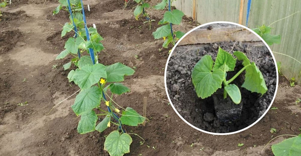 Toto moje UHORKY milujú. Do jamky pre sadením pridávam TOTO a zamiešam so zeminou