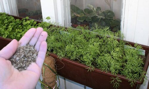 Tajná metóda, ktorú mi prezradila moja stará mama a funguje bezchybne! Kôpor mi vzišiel už po troch dňoch!