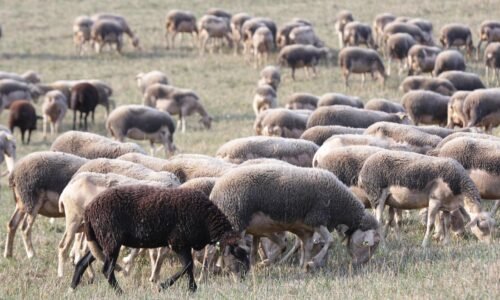 Nákaza spustila lavínu žiadostí. Farmári vo veľkom nahlasujú chovy, počet je až desaťnásobne vyšší ako vlani