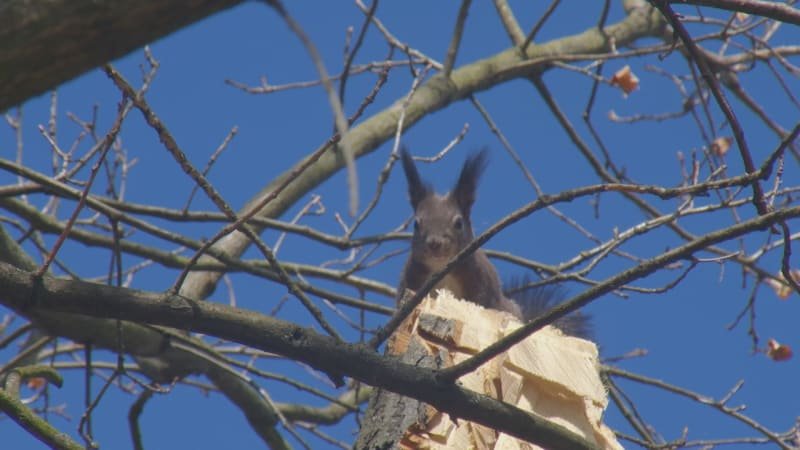Kácení stromu v Bohumíně přerušila veverka. Město jí chce dát šanci vyvést mláďata
