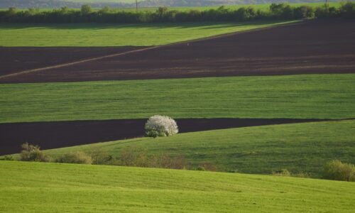 Predaj poľnohospodárskej pôdy má špecifiká: Čo potrebujete vedieť pred uzavretím zmluvy?