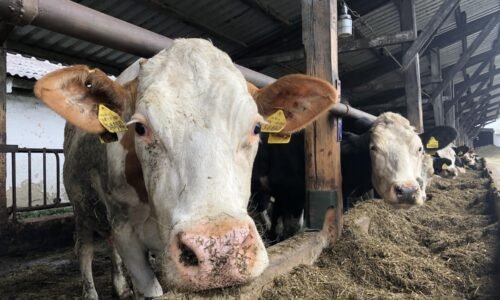Nové ohnisko slintačky sa potvrdilo v obci Jurová pri Dunajskej Strede
