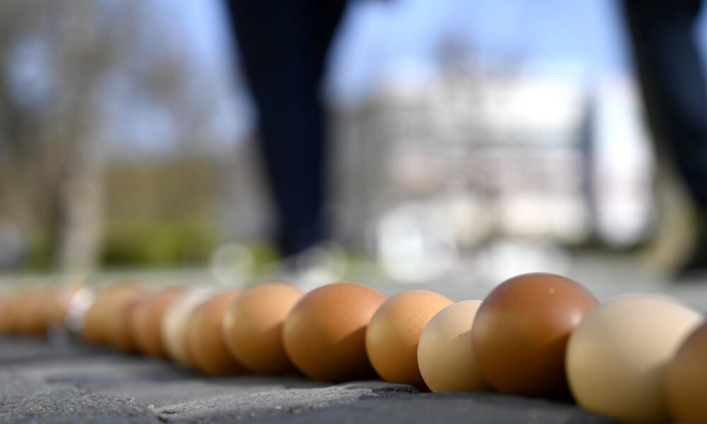 Slovenskému producentovi vajec Babičkin dvor sa v minulom roku darilo, zvýšil výnosy o 17 percent