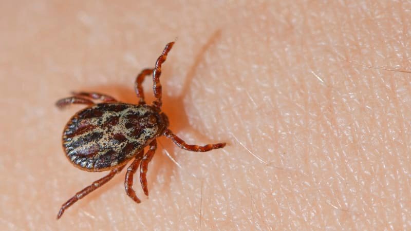 PŘEHLEDNĚ: Nakažená klíšťata „řádí“, ani ve městě nejste v bezpečí, naopak. Jak se chránit? PŘEHLEDNĚ: Nakažená klíšťata „řádí“, ani ve městě nejste v bezpečí, naopak. Jak se chránit?