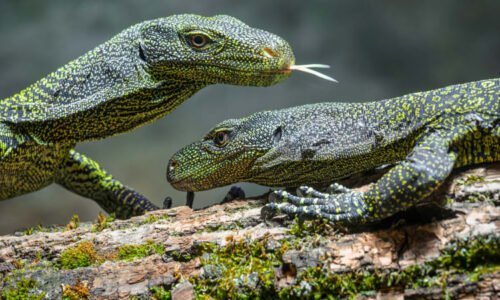 Pražskou zoo obohatili nejdelší ještěři na světě. Varani Salvadoriovi dorazili až z Ameriky