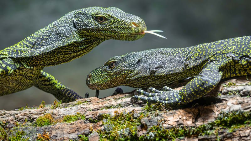 Pražskou zoo obohatili nejdelší ještěři na světě. Varani Salvadoriovi dorazili až z Ameriky