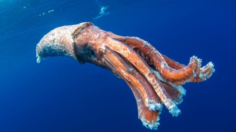 Vědci poprvé natočili největší druh hlavonožce. Obří kalmar je kromě přísavek vyzbrojen háčky Vědci poprvé natočili největší druh hlavonožce. Obří kalmar je kromě přísavek vyzbrojen háčky