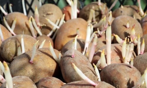 Zrádná naklíčená zelenina: U brambor hrozí otrava, česnek a cibule naopak prospívají