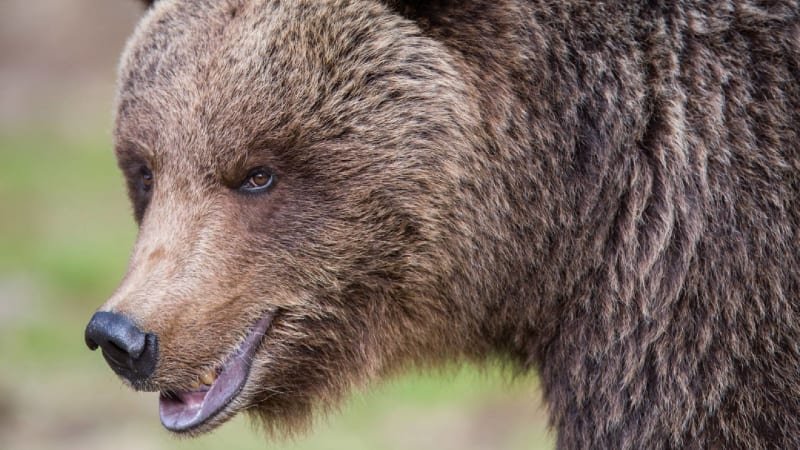 Medvěd zaútočil v lyžařském středisku v Králikách. Šelma pokousala muže, skončil v nemocnici Medvěd zaútočil v lyžařském středisku v Králikách. Šelma pokousala muže, skončil v nemocnici