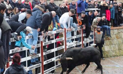Vydrážděný býk prorazil ve Španělsku bariéru a vpadl mezi děti. Zranil 20 lidí, ukazují záběry