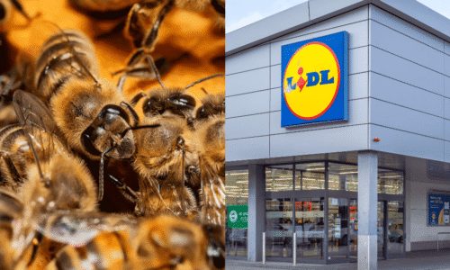Hmyz v Lidli: Roje včiel prenikli do supermarketov Lidl na Slovensku
