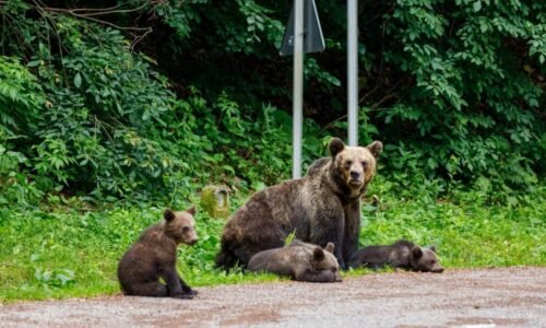 Dáte si medvědí tlapu? Restaurace na Slovensku budou vařit z šelem, povolilo to ministerstvo
