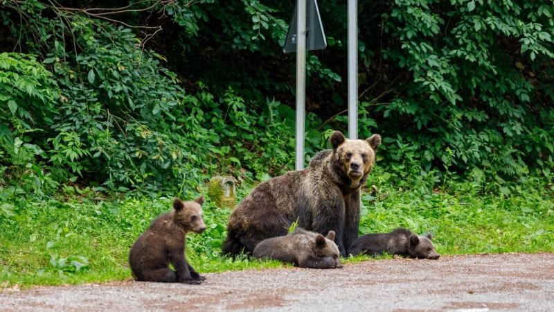 Dáte si medvědí tlapu? Restaurace na Slovensku budou vařit z šelem, povolilo to ministerstvo