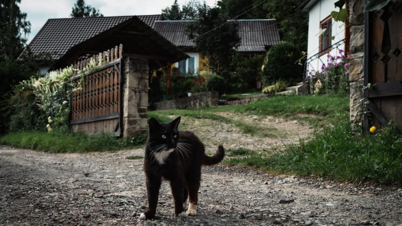 Záchrana koček na bedrech dobrovolníků. Dočkáme se změny? Záchrana koček na bedrech dobrovolníků. Dočkáme se změny?