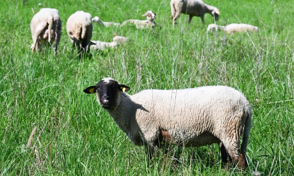 Španielska polícia rozbila gang nelegálnych bitúnkov s chorými zvieratami