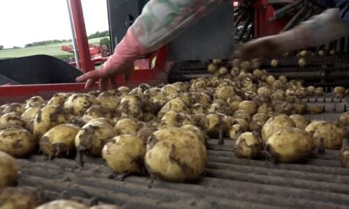 Na pulty míří první rané brambory od českých farmářů: Kolik za ně zaplatíme?