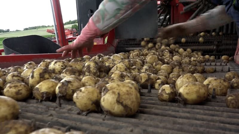 Na pulty míří první rané brambory od českých farmářů: Kolik za ně zaplatíme? Na pulty míří první rané brambory od českých farmářů: Kolik za ně zaplatíme?